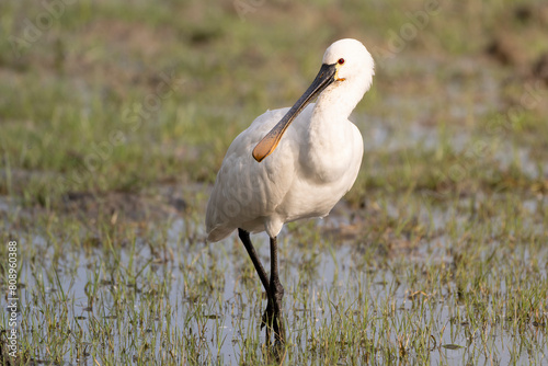 Eurasian spoonbill (Platalea leucorodia), or common spoonbill in breeding plumage at nature reserve of the Isonzo river mouth, Isola della Cona, Italy. Friuli Venezia Giulia, Italy. 