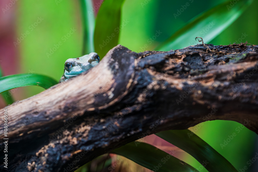 Reptiles. Wonders of nature. Genova's aquarium Reptiles. Wonders of nature. Genova's aquarium