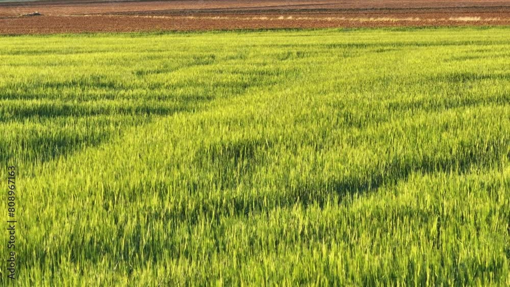 environment agricultural season background environment agricultural season background