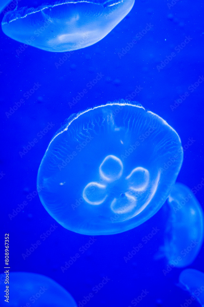 Jellyfish. Wonders immersed in water. Genova's aquarium Jellyfish. Wonders immersed in water. Genova's aquarium