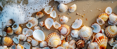 さまざまな形や大きさの色とりどりの貝殻が浜辺に散乱している。トップビュー photo