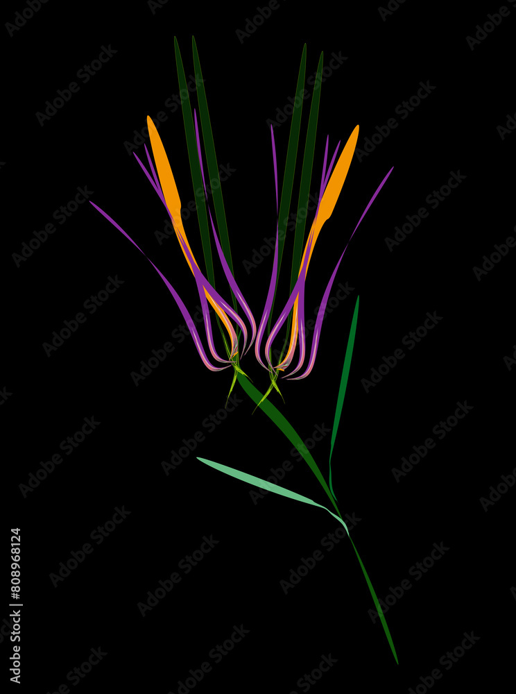 Abstract wild tulip flowers on a black background. Minimalist style. Contemporary art