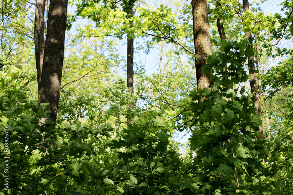 Fototapeta premium Summer photos. The light rays of the sun through the leaves. Photo in the forest