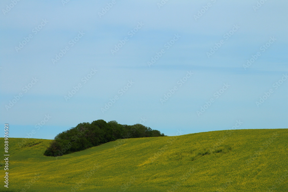 A grassy field with trees