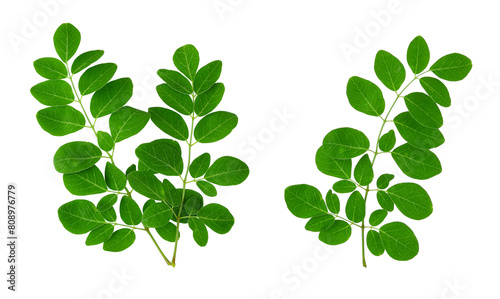 Moringa leaves isolated on transparent png