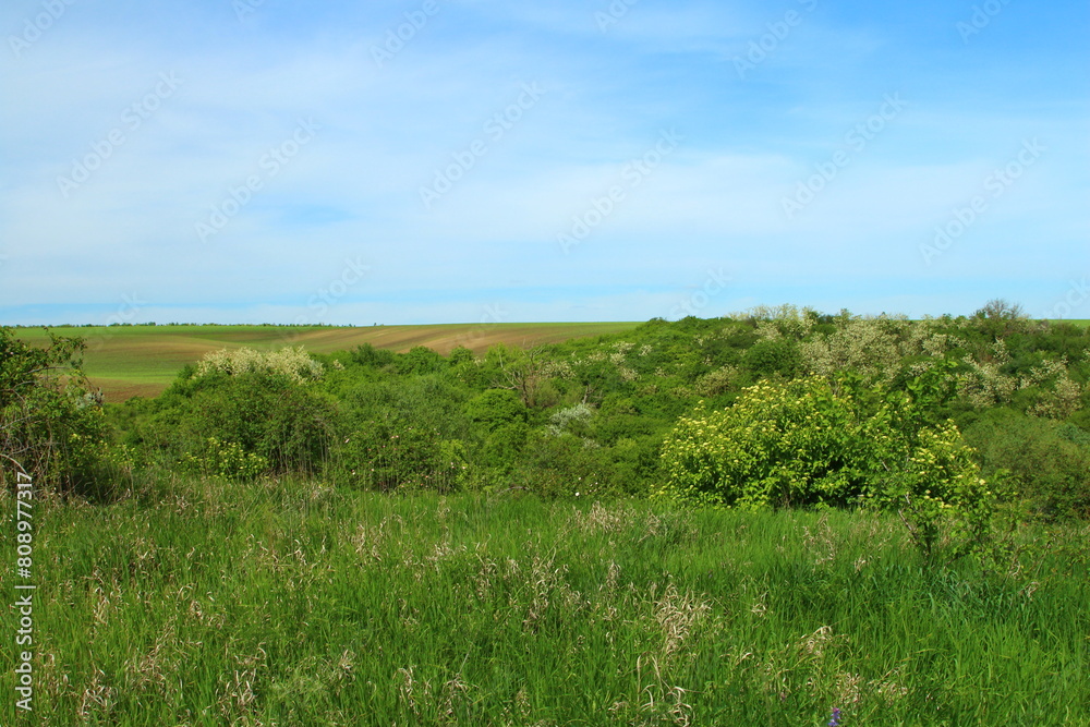 A grassy area with trees in the background A grassy area with trees in the background