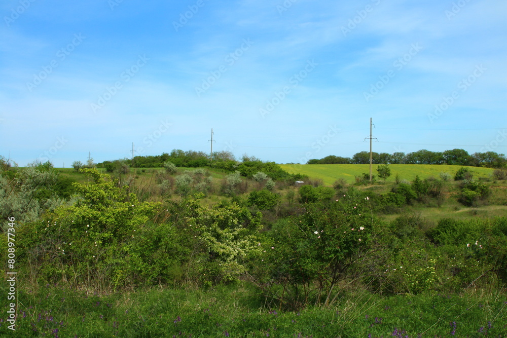 A field of plants A field of plants