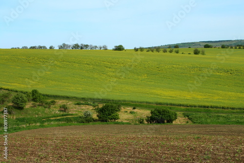 A green field with trees