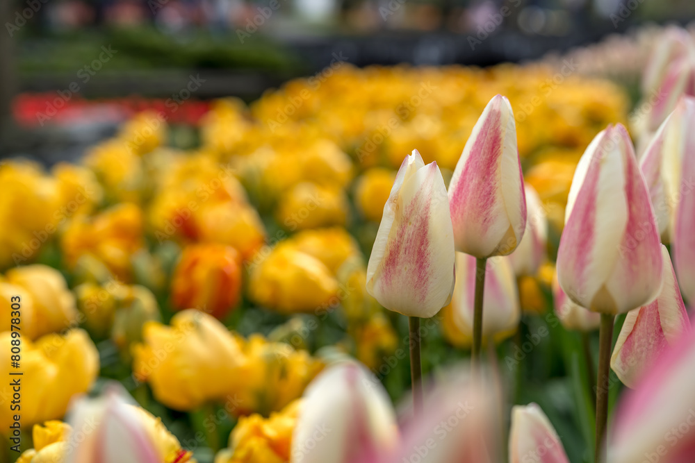Φωτογραφία Jardin botanique aux tulipes de Keukenhof , à Lisse aux Pays-Bas