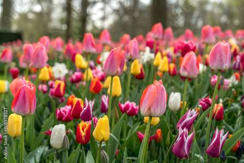 Jardin botanique aux tulipes de Keukenhof , à Lisse aux Pays-Bas	 photo