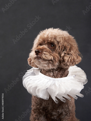 A Poodle in studio attire, Dog with ruffled collar. A curly-coated pet gazes away, sporting an elegant white ruffled collar against a dark backdrop