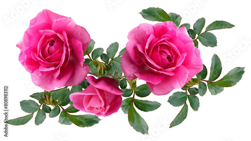 Charming pink roses isolated on transparent background, PNG