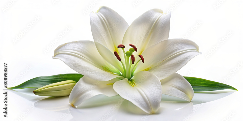 white lily with leaves, bud, white flower, close-up, white background