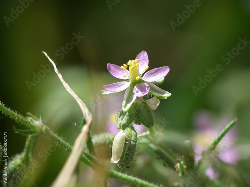 Spergularia photo