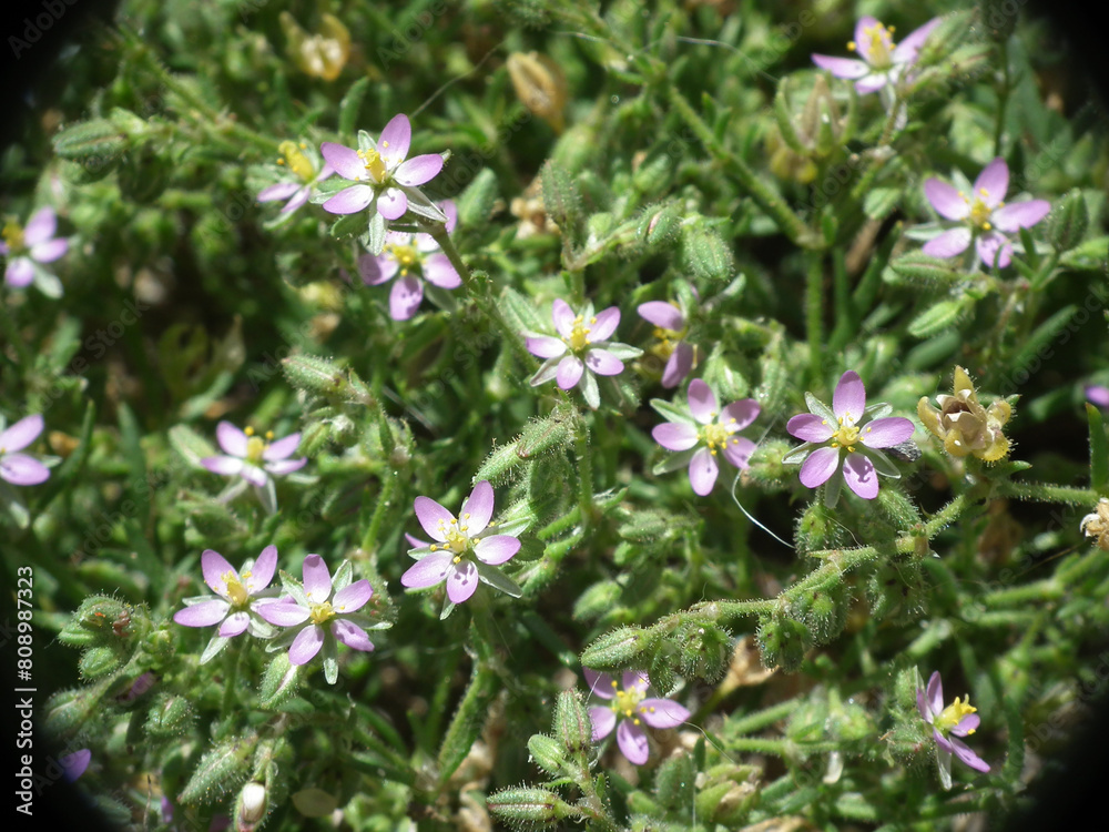 Spergularia Spergularia