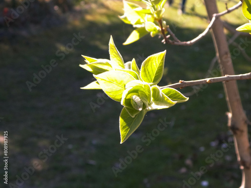 Green leaves growing on branch.