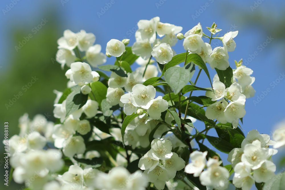 Sweet mock-orange (Philadelphus coronarius)
Sweet mock-orange (Philadelphus coronarius)