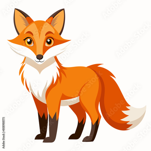 fox on white background