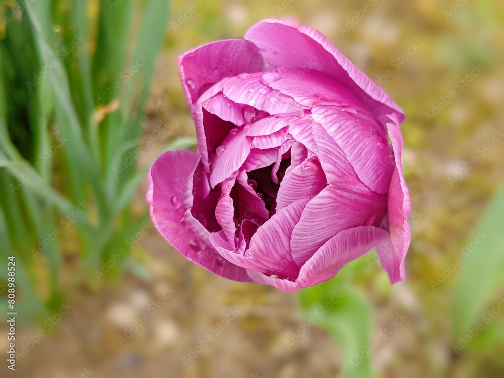 Φωτογραφία pink and white tulip close-up with water drops against the background of other p