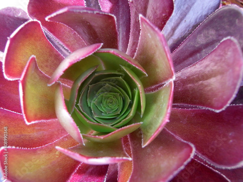 Aeonium photo