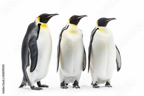 three majestic emperor penguins standing together beautiful antarctic bird portrait on white
