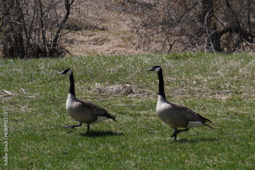 Goose walk around in the park photo