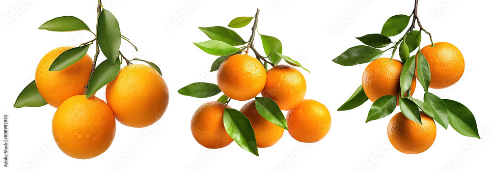 Set of branches with ripe, delicious oranges, cut out Set of branches with ripe, delicious oranges, cut out