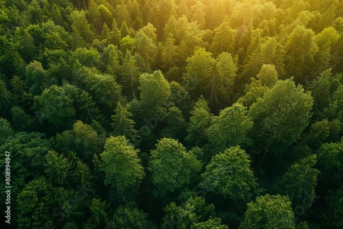 lush green forest canopy viewed from above in warm daytime sunlight aerial nature photography