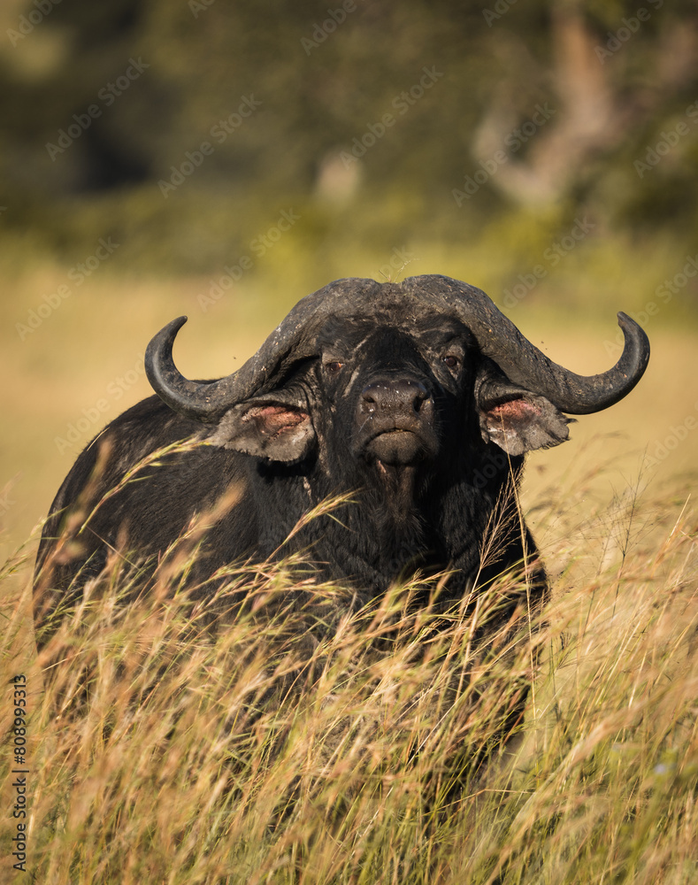 Fototapeta premium buffalo