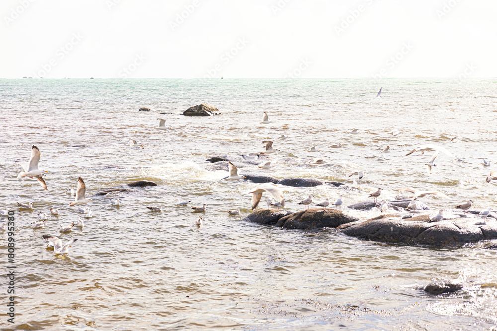 Fototapeta premium möwen