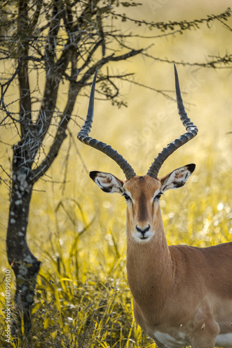 impala in the savannah