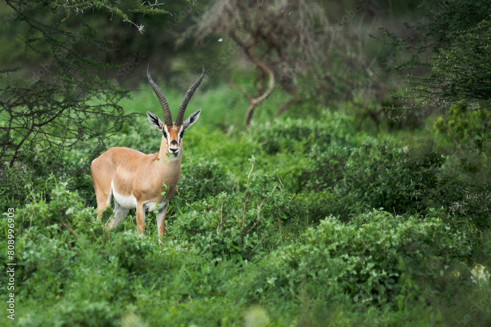 Fototapeta premium impala in the wild