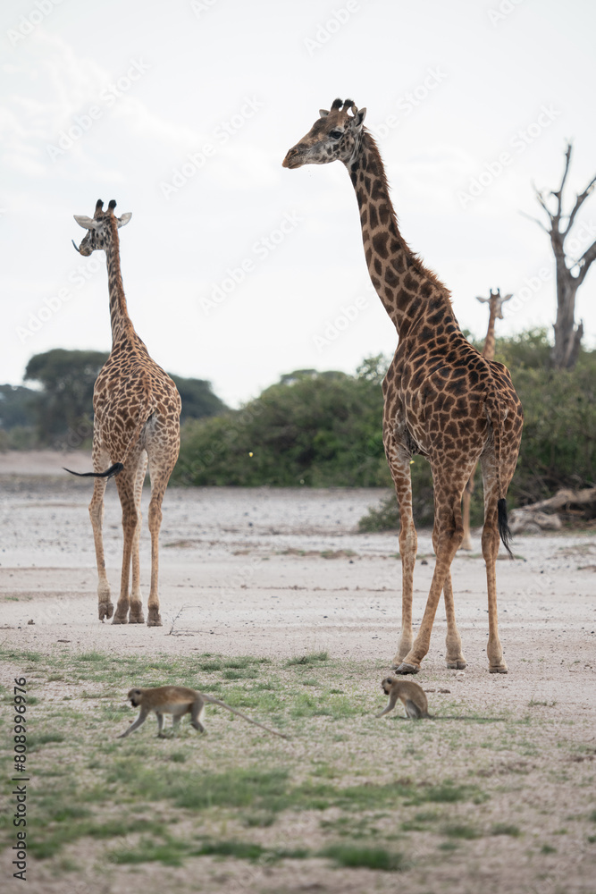 Obraz premium giraffe in the savannah