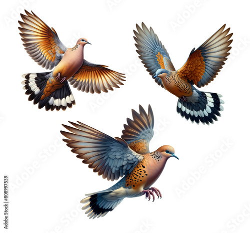 A set of beautiful Ochre-bellied Doves flying, isolated on a transparent background