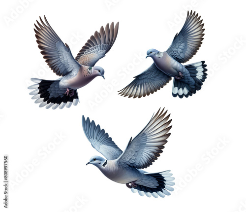 A set of beautiful Grey-chested Doves flying, isolated on a transparent background