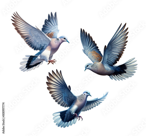 A set of beautiful Tolima Doves flying, isolated on a transparent background