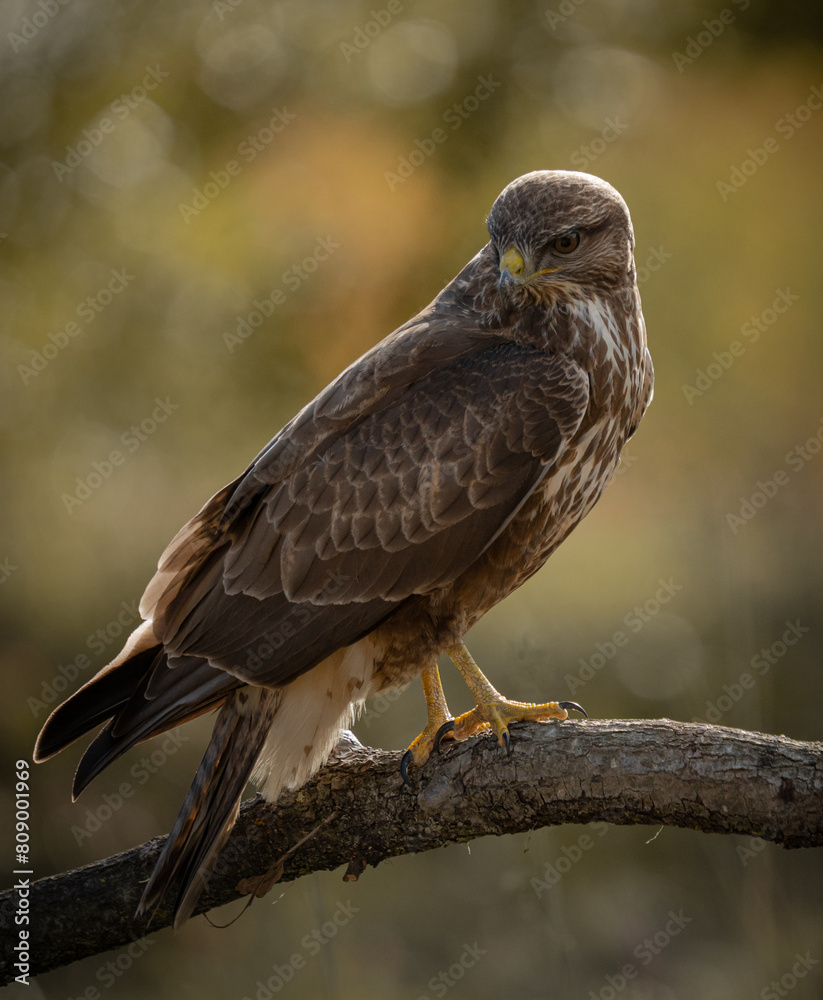 red tailed hawk red tailed hawk