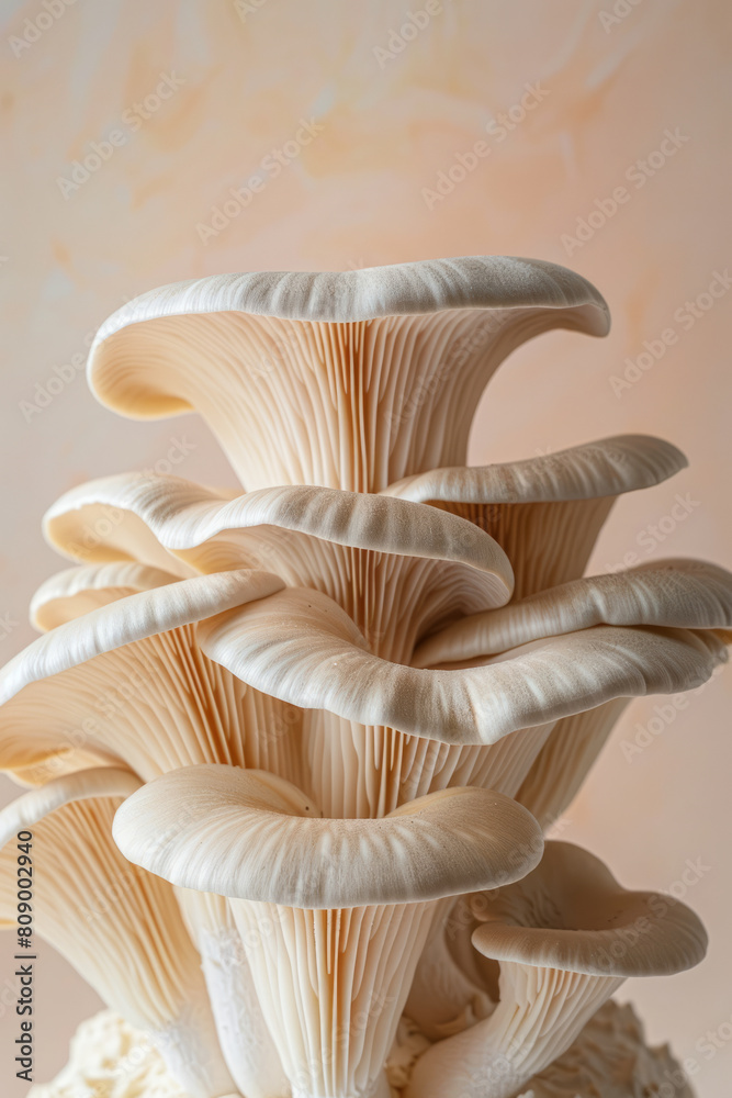 close up of a beautiful oyster mushroom close up of a beautiful oyster mushroom