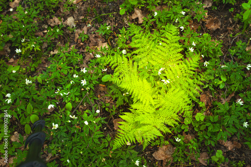 Green fern among the flowers of the wood anemone