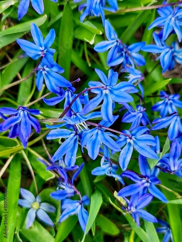 Siberian Squill Symphony: Clusters of vivid blue Siberian squill flowers rise from lush green foliage, their vibrant petals whispering tales of spring’s return in a symphony of color.