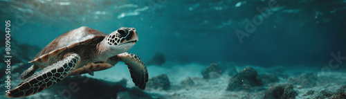A panorama  banner  border with a sea turtle under water  copy space