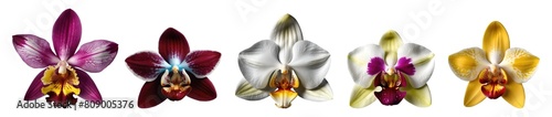 Set of various beautiful blooming orchid flowers in different colours isolated on transparent background. Generative AI