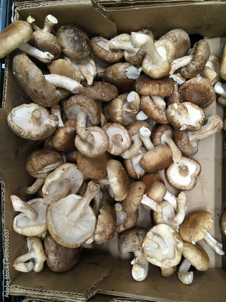 Shiitake mushrooms displayed at a market stand