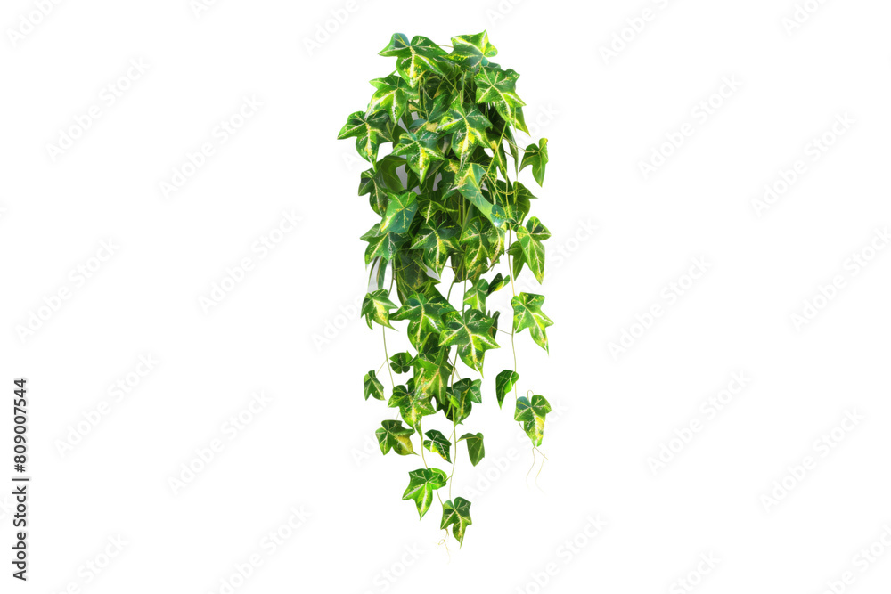 Devils ivy or golden pathos hanging isolated on transparent background Devils ivy or golden pathos hanging isolated on transparent background