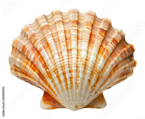 PNG Scallops sea shell invertebrate seashell seafood