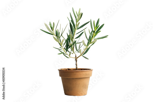 Olive Baby Plant in a Pot on a Transparent Background