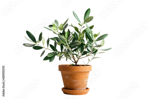 Olive Baby Plant in a Pot on a Transparent Background