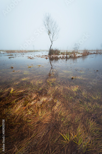 A lonely leafless tree growing in the water in a swamp