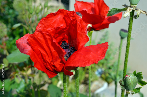 Papaver Orientale photo