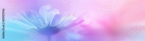 Close-up of a beautiful flower with a gradient pastel background in pink, purple, blue and white colors. photo